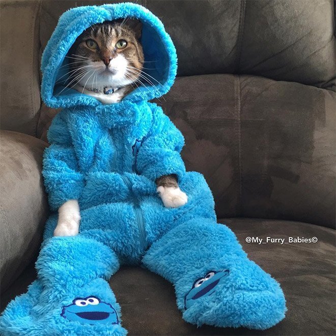 Meet Joey: The Cookie Monster Onesie Wearing Cat