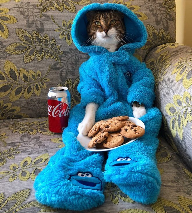 Meet Joey: The Cookie Monster Onesie Wearing Cat