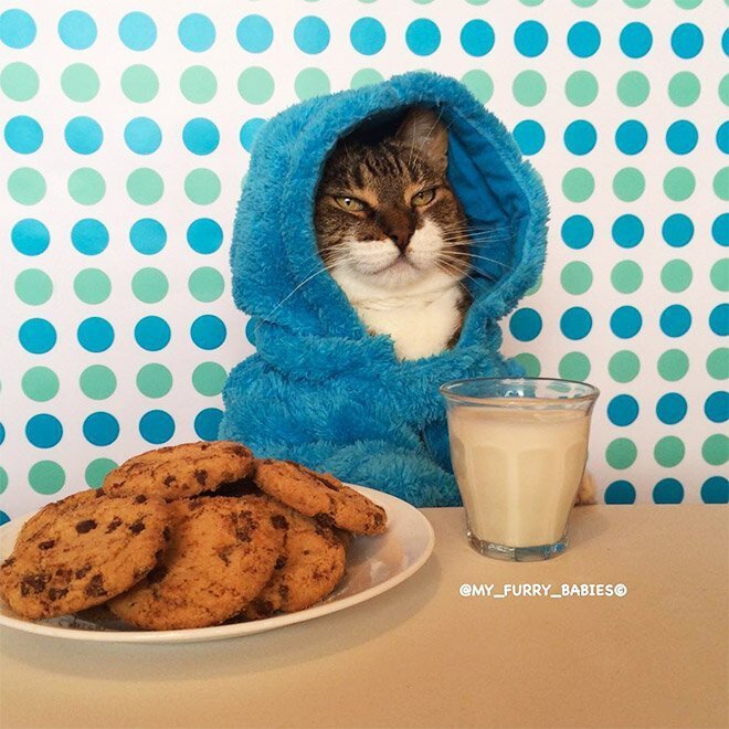 Meet Joey: The Cookie Monster Onesie Wearing Cat