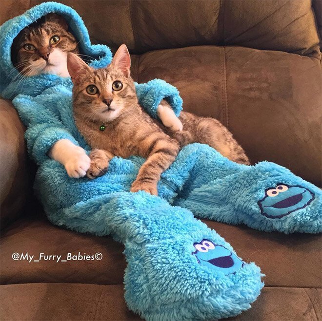 Meet Joey: The Cookie Monster Onesie Wearing Cat