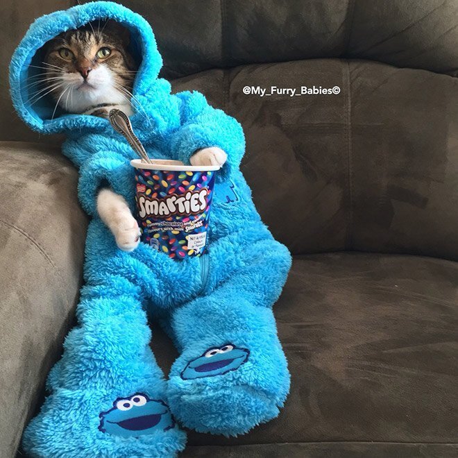Meet Joey: The Cookie Monster Onesie Wearing Cat