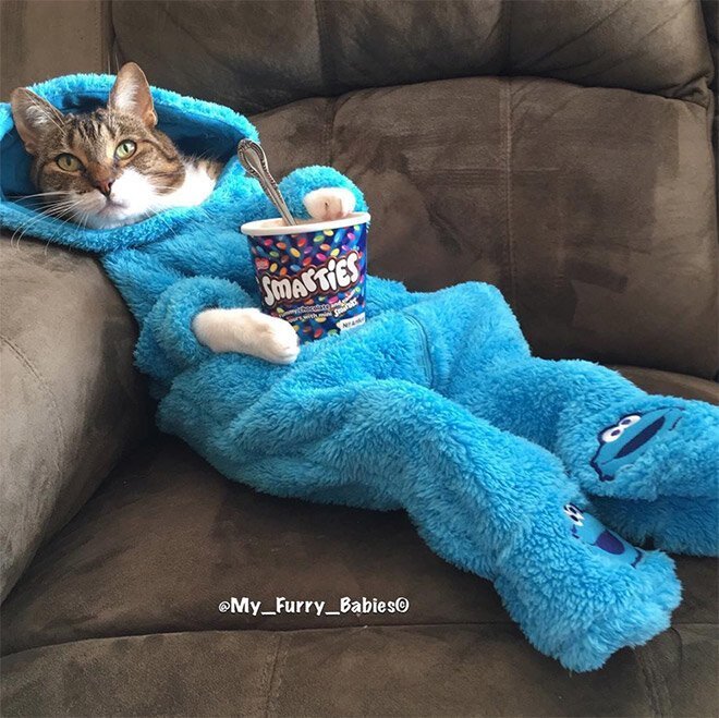 Meet Joey: The Cookie Monster Onesie Wearing Cat