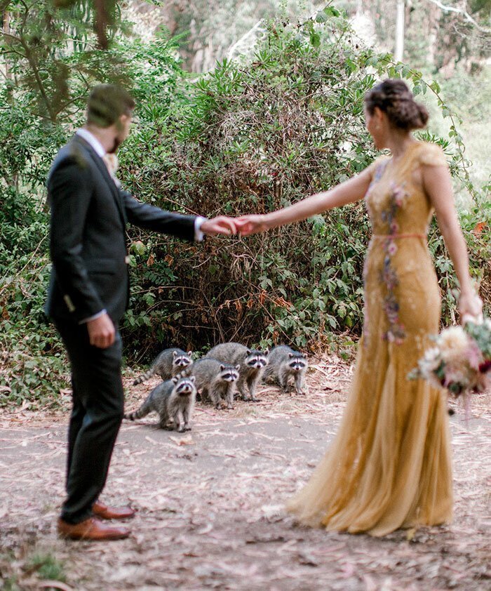 This Couple Was Taking Wedding Photos When A Raccoon Family Decided To Join Them