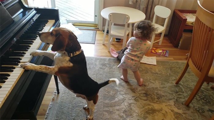 Video Of a Toddler Dancing To a piano-playing Dog Is Going Viral