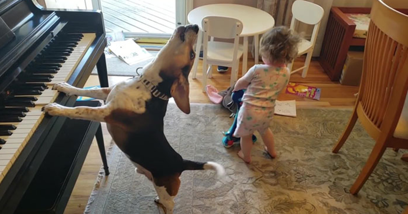 Video Of a Toddler Dancing To a piano-playing Dog Is Going Viral