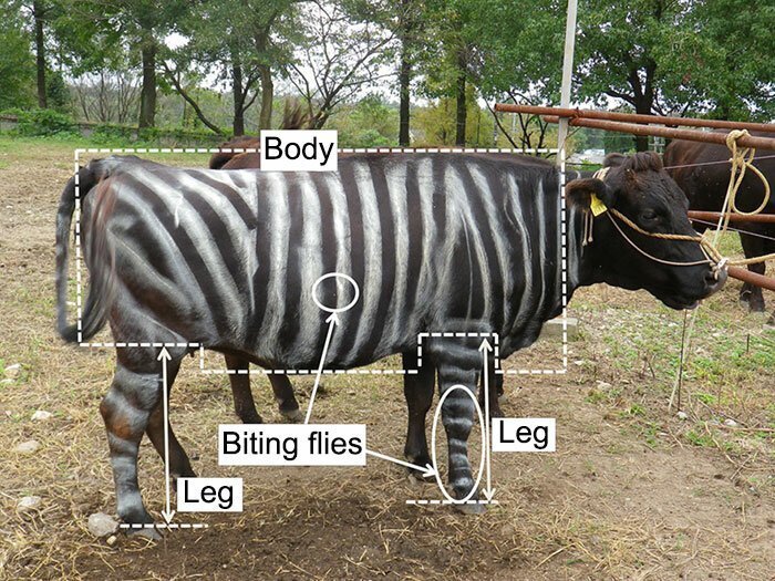 Scientists painted Japanese Black cows with black-and-white stripes to make them look like zebras