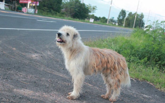 Dog Waits 4 Years In The Same Spot Near The Road, Finally Gets Reunited With His Family