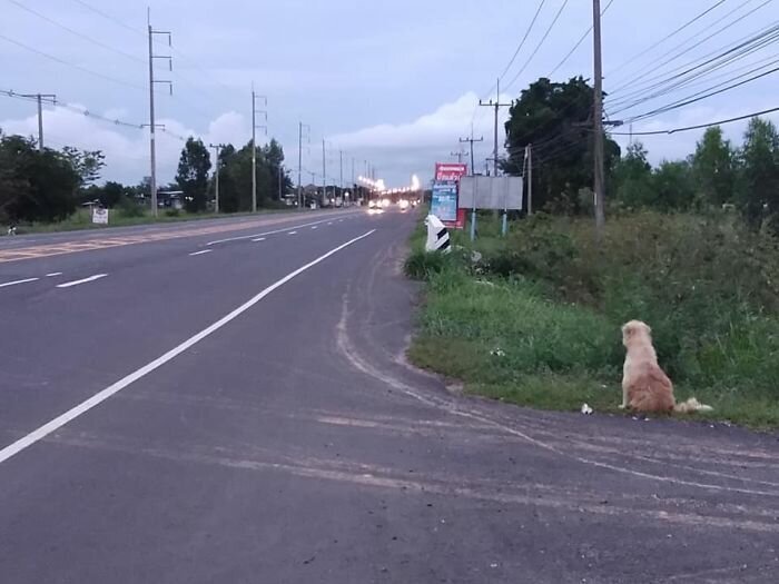 Dog Waits 4 Years In The Same Spot Near The Road, Finally Gets Reunited With His Family
