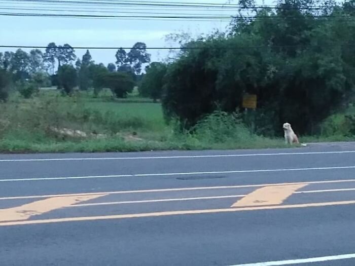 Dog Waits 4 Years In The Same Spot Near The Road, Finally Gets Reunited With His Family