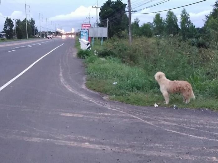 Dog Waits 4 Years In The Same Spot Near The Road, Finally Gets Reunited With His Family
