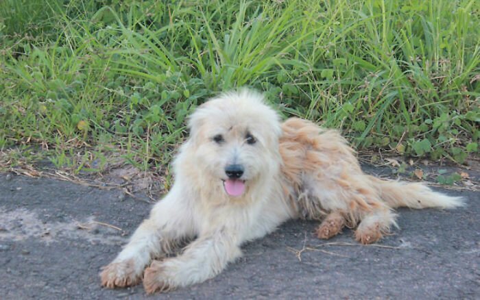 Dog Waits 4 Years In The Same Spot Near The Road, Finally Gets Reunited With His Family