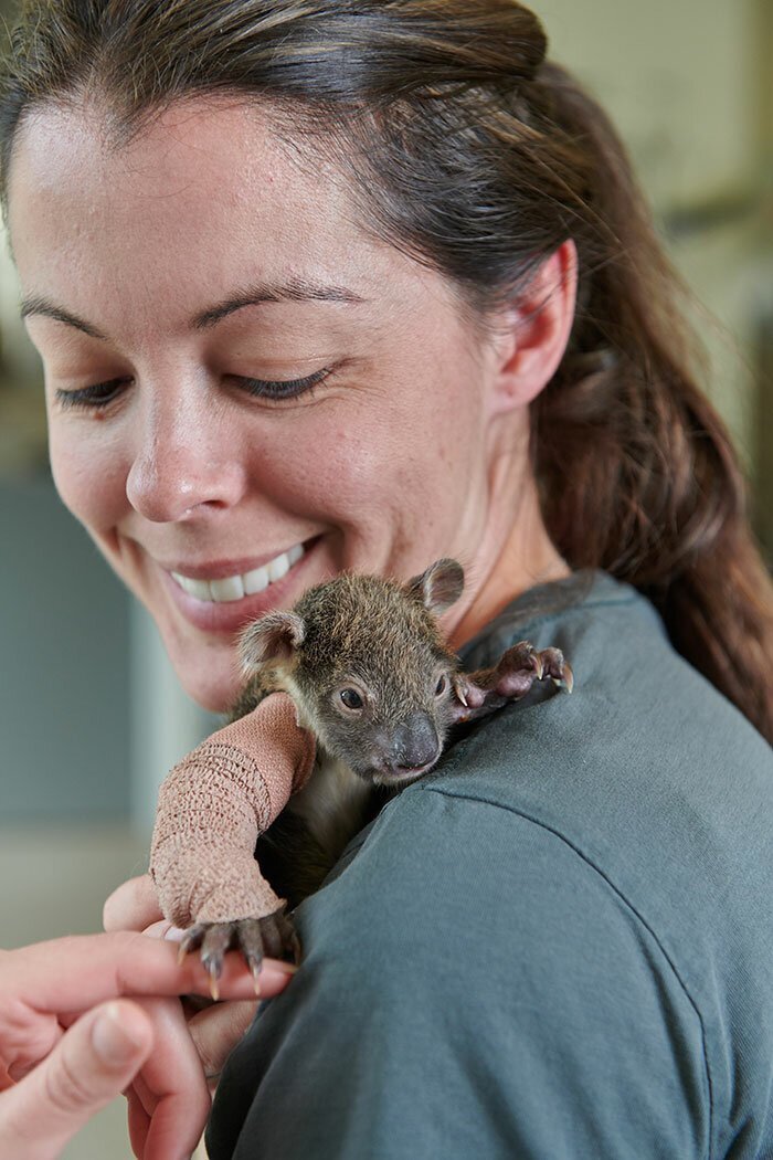 Recently a Werribee Open Range Zoo shared adorable photos of a baby koala wearing a cast