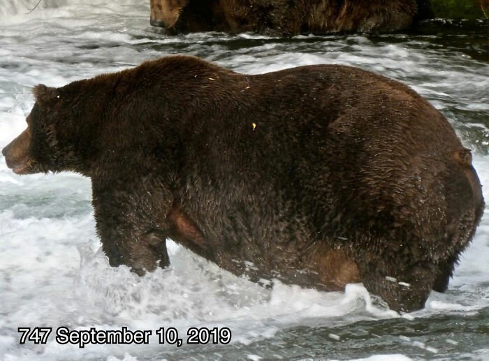 This National Park In America Has A Fattest Bear Competition And Here Are Its Top 8 Chonky Fluffs