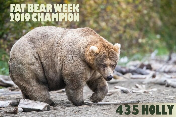 Katmai National Park in Alaska came up with this beautiful idea to celebrate brown bears’ success in preparing for winter