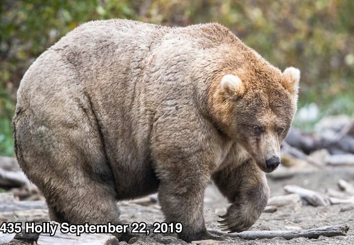 This National Park In America Has A Fattest Bear Competition And Here Are Its Top 8 Chonky Fluffs