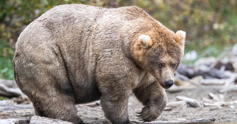 This National Park In America Has A Fattest Bear Competition And Here Are Its Top 8 Chonky Fluffs