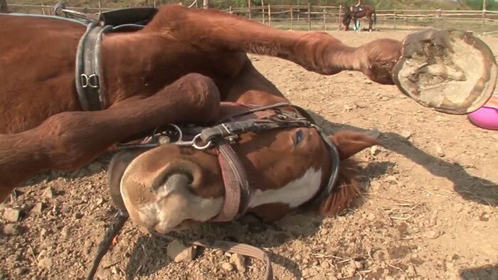 Horse Pretends To Be Dead To Avoid Being Ridden