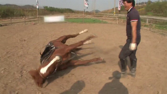 Horse Pretends To Be Dead To Avoid Being Ridden