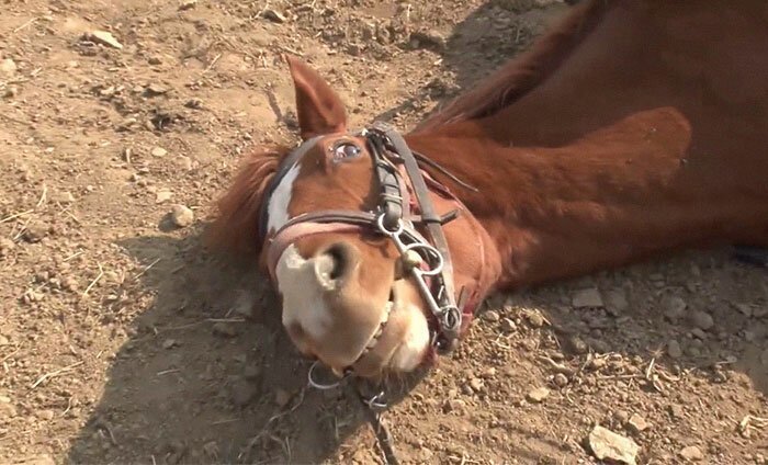 Horse Pretends To Be Dead To Avoid Being Ridden