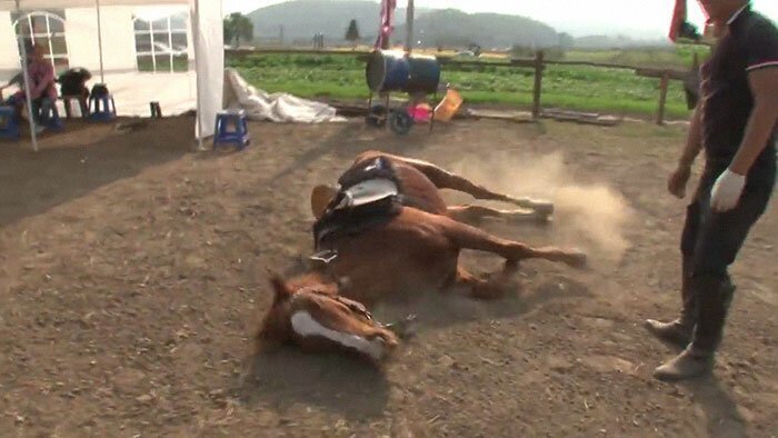 Not all horses enjoy hard work…