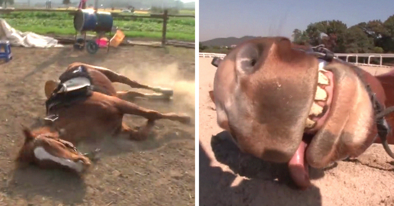 Horse Pretends To Be Dead To Avoid Being Ridden