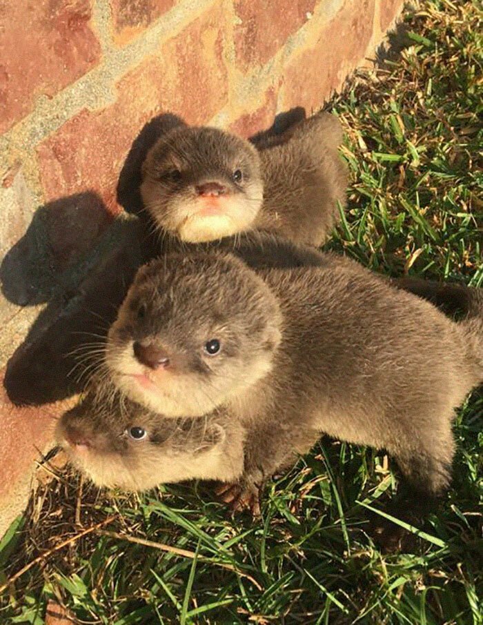 Adults Can Swim With Tiny Otters At This Animal Preserve, And The Photos Are Adorable