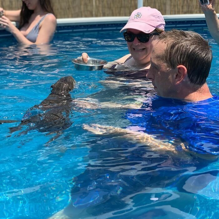 Adults Can Swim With Tiny Otters At This Animal Preserve, And The Photos Are Adorable