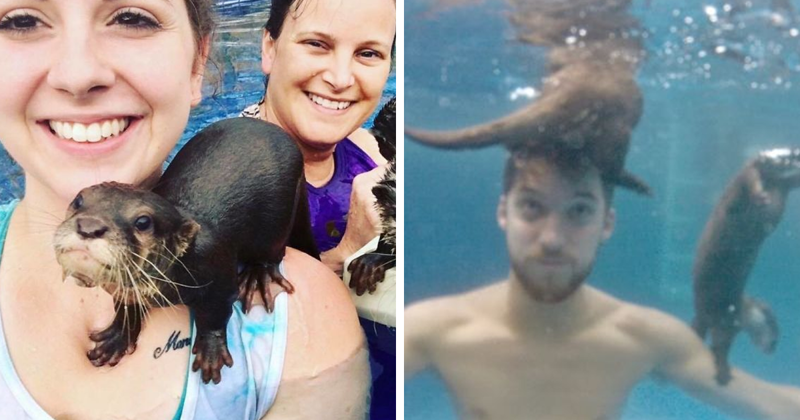 Adults Can Swim With Tiny Otters At This Animal Preserve, And The Photos Are Adorable