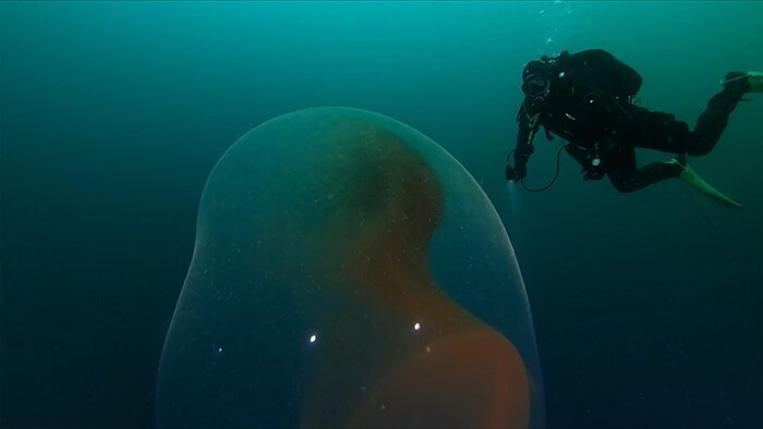 The giant egg sac contains thousands of squid babies