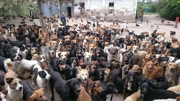 And by “overcrowded” we mean 750 dogs living there at this very moment