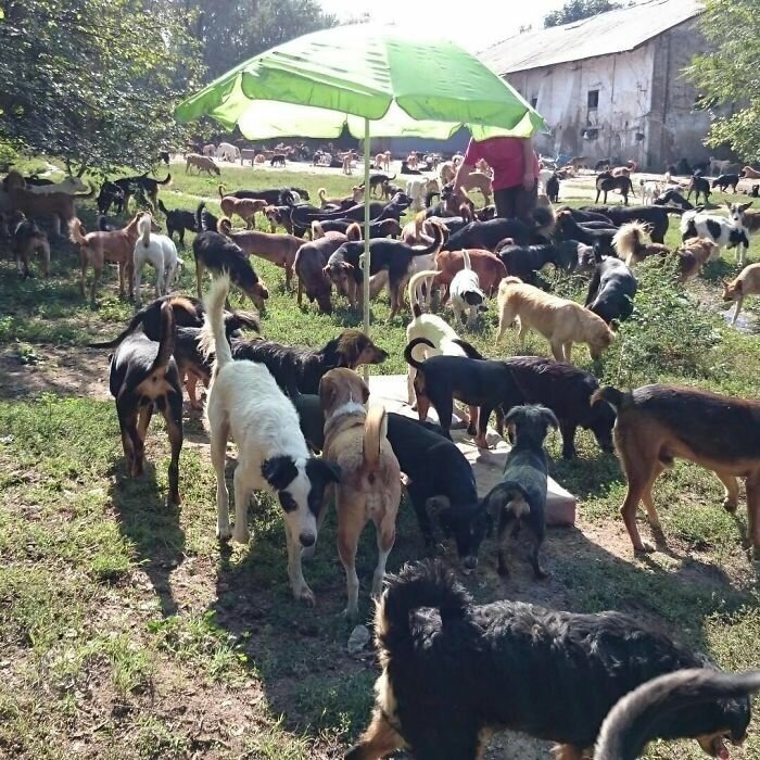 Sasha  didn’t close the door to any of the poor four-legged friends that needed his help