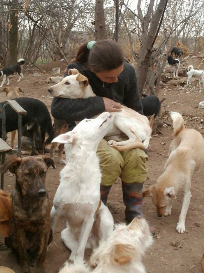 Guy Takes In Pups That No One Wants, Runs A Shelter With 750 Dogs