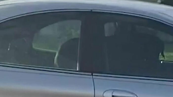 This black Labrador hijacked his owner’s running car and drove it around in circles like a real pro