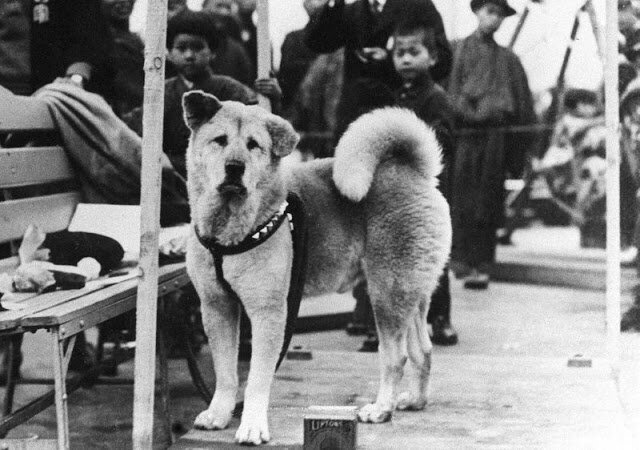Rare Photos of Hachiko, the World's Most Loyal Dog
