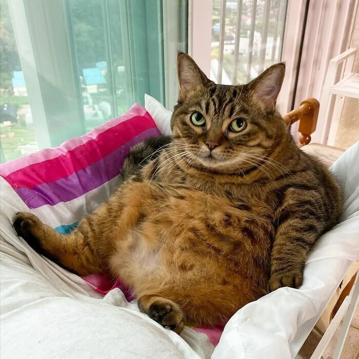 This Chunky Cat Named Manggo Will Steal Your Heart With Her Hilarious Expressions