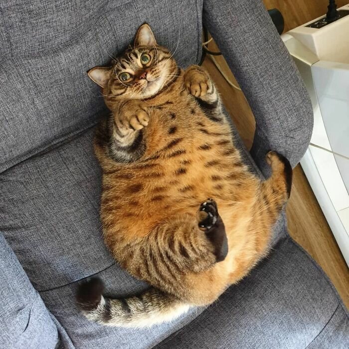 This Chunky Cat Named Manggo Will Steal Your Heart With Her Hilarious Expressions