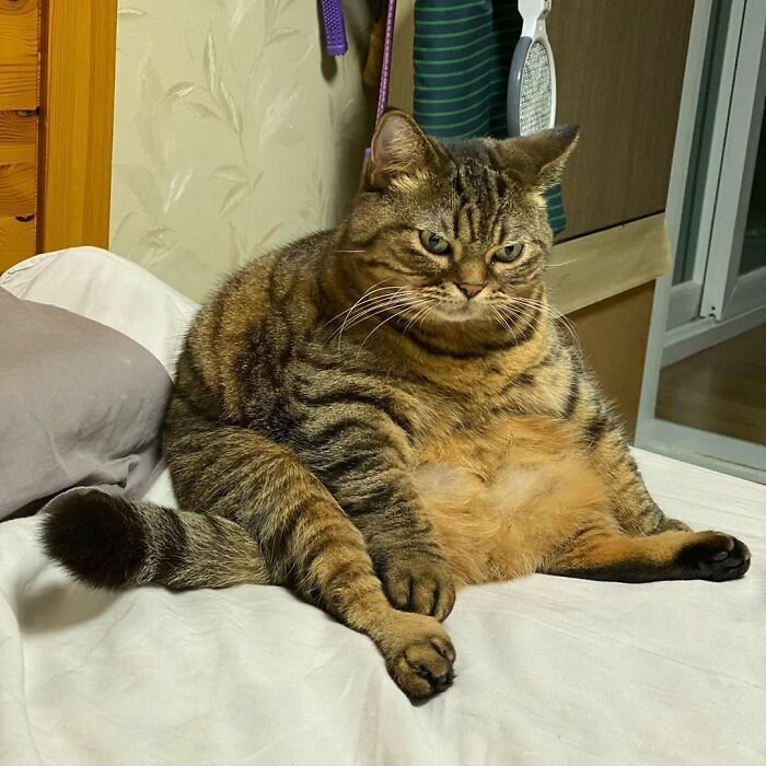 This Chunky Cat Named Manggo Will Steal Your Heart With Her Hilarious Expressions