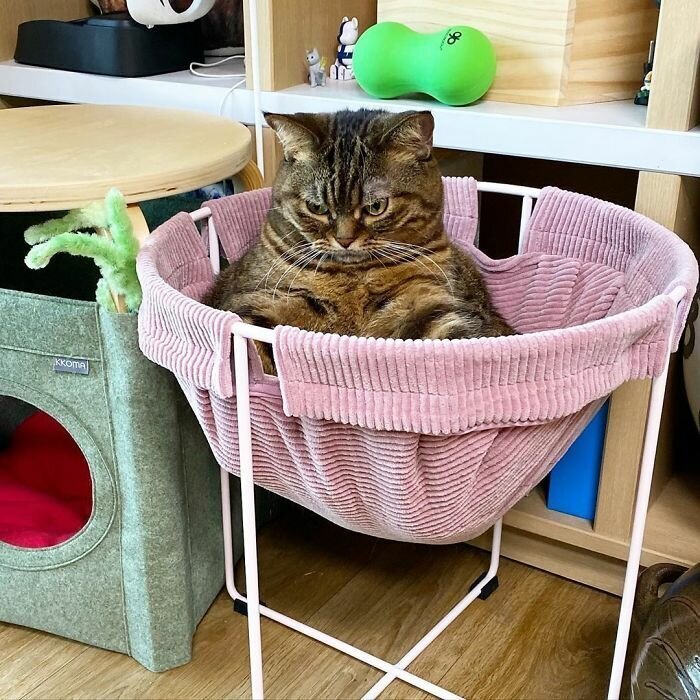 This Chunky Cat Named Manggo Will Steal Your Heart With Her Hilarious Expressions