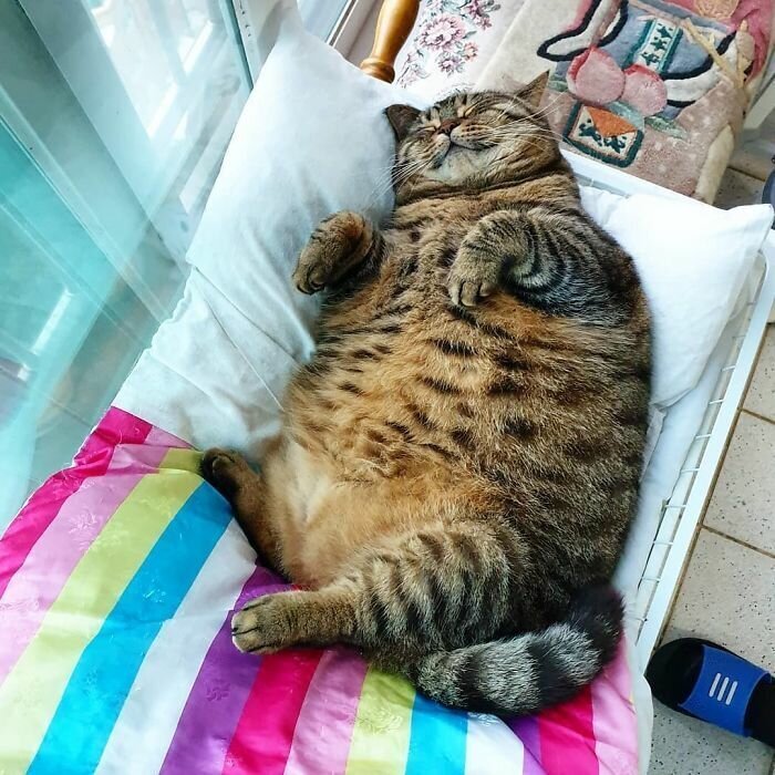 This Chunky Cat Named Manggo Will Steal Your Heart With Her Hilarious Expressions