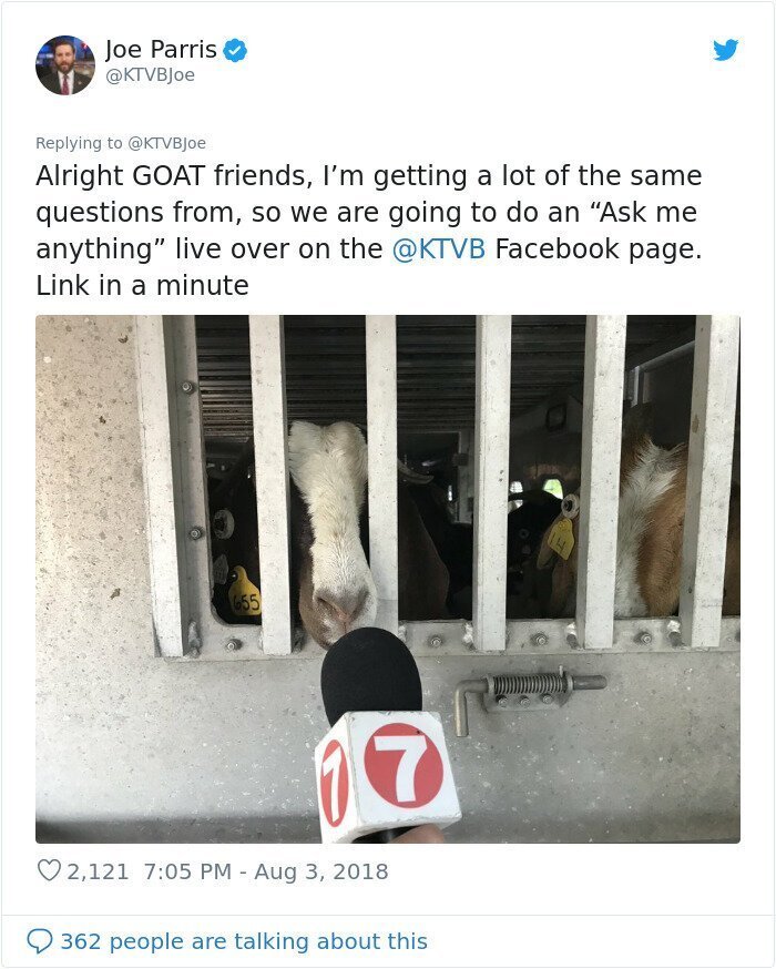 Peaceful Neighborhood In Idaho Gets ‘Invaded’ By 100 Goats
