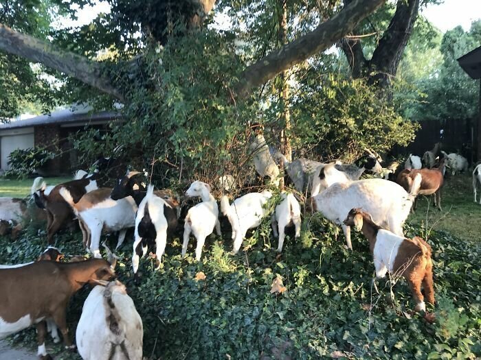 Peaceful Neighborhood In Idaho Gets ‘Invaded’ By 100 Goats