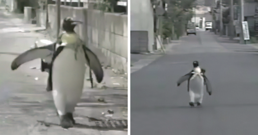 This Rescued King Penguin Loved Going To The Fish Market So Much