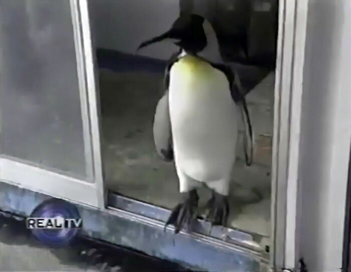 This Rescued King Penguin Loved Going To The Fish Market So Much