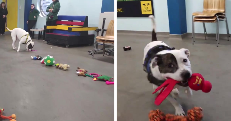 This Animal Shelter Lets Dogs Pick Their Own Christmas Presents, And They Are Excited