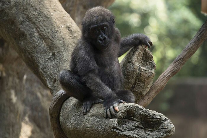 A Gorilla Born With A Lack Of Pigmentation On Her Fingers Surprises People