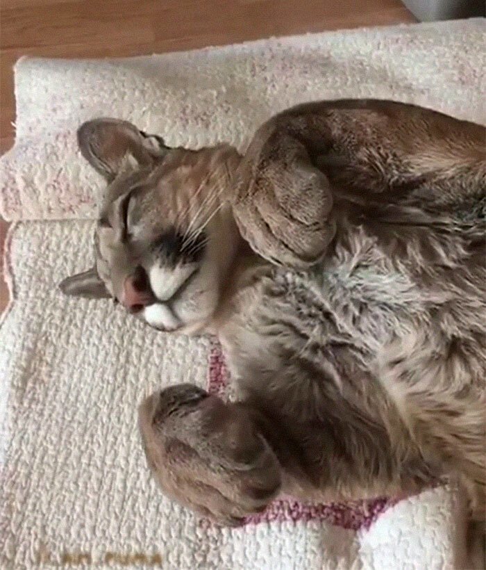 Rescue Puma Can’t Be Released Into The Wild, Lives His Best Life As A Spoiled House Cat