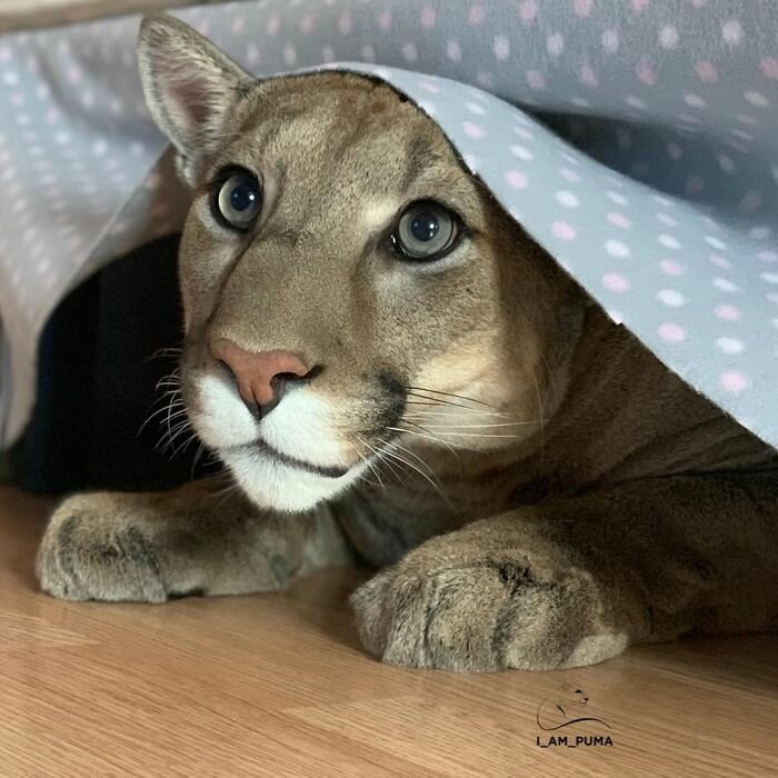 This particular puma is incredibly gentle and calm