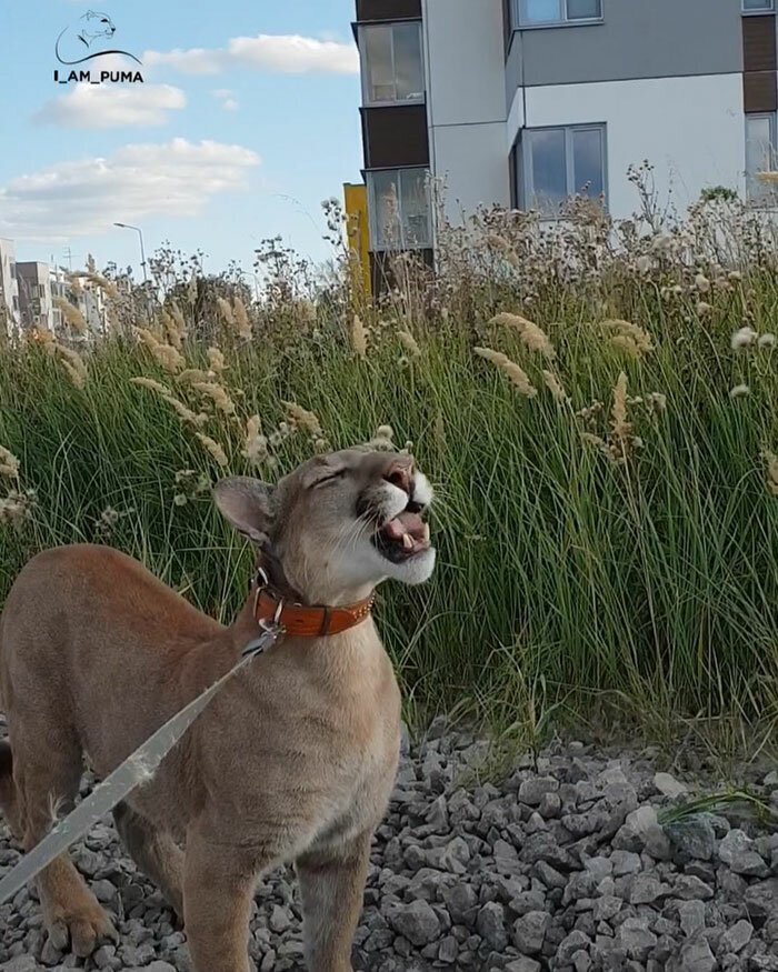 Rescue Puma Can’t Be Released Into The Wild, Lives His Best Life As A Spoiled House Cat