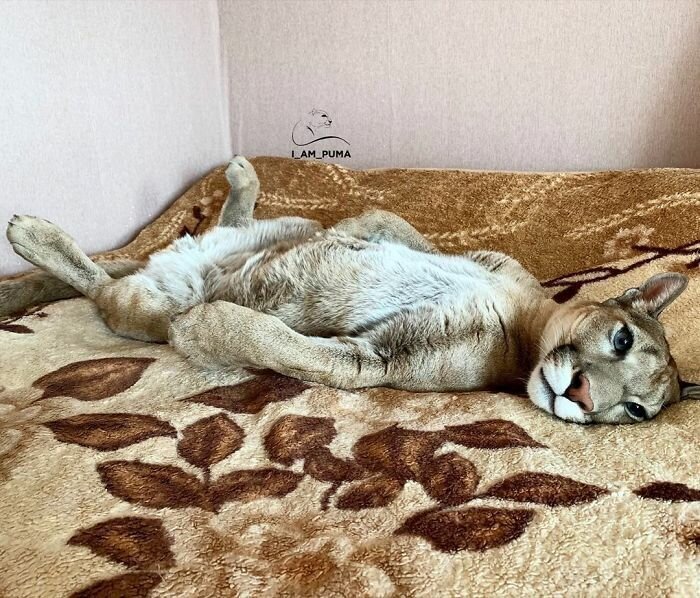 Rescue Puma Can’t Be Released Into The Wild, Lives His Best Life As A Spoiled House Cat