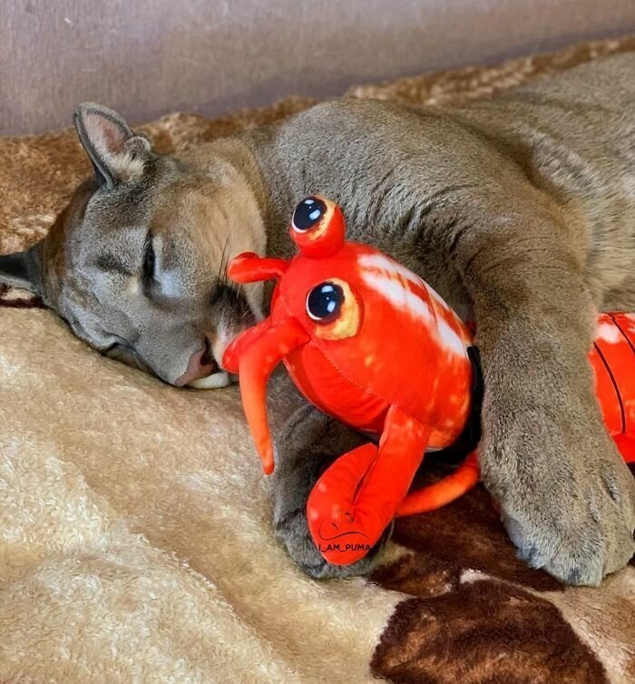 Rescue Puma Can’t Be Released Into The Wild, Lives His Best Life As A Spoiled House Cat